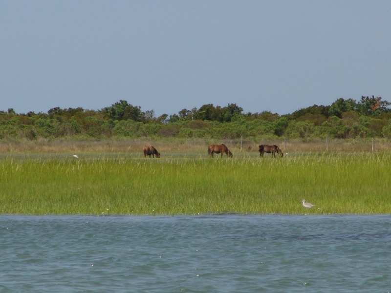 The wild ponies grazing on Shackleford Banks (a rare treat!)...