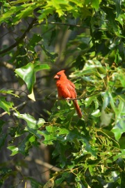 Visiting cardinal...