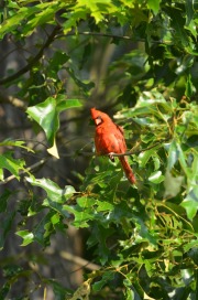 Visiting cardinal...