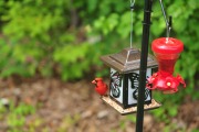 Young cardinal...