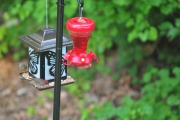 Two more birds checking out the seed...