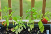 Nice peppers...