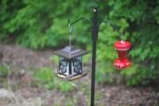 Still waiting for the hummingbirds...