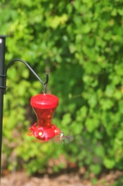Hummingbird enjoying nectar from the feeder...