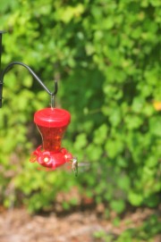 Hummingbird enjoying nectar from the feeder...