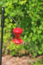 Hummingbird enjoying nectar from the feeder...