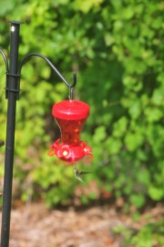 Hummingbird enjoying nectar from the feeder...