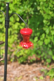 Hummingbird enjoying nectar from the feeder...