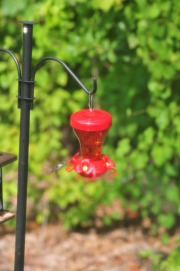 Hummingbird enjoying nectar from the feeder...