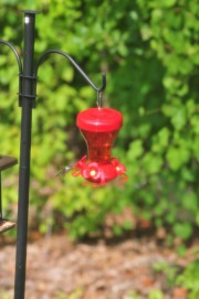 Hummingbird enjoying nectar from the feeder...