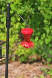 Hummingbird enjoying nectar from the feeder...