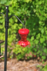 Hummingbird enjoying nectar from the feeder...