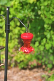 Hummingbird enjoying nectar from the feeder...
