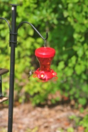 Hummingbird enjoying nectar from the feeder...