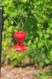 Hummingbird enjoying nectar from the feeder...