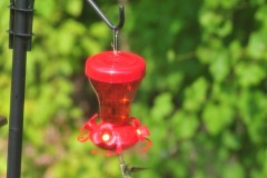 Hummingbird enjoying nectar from the feeder...