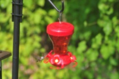 Hummingbird enjoying nectar from the feeder...