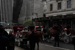 Central Park's famous carriages...