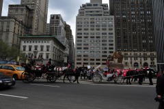On the other side of the street is a counter-protest supporting the carriage horses...