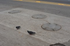 The pigeons could care less about either protest...