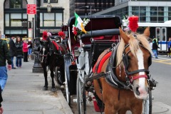 The horses don't seem fazed by all of the goings-on...