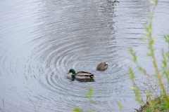 Something kind of interesting under the water...
