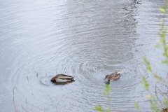 Something kind of interesting under the water...