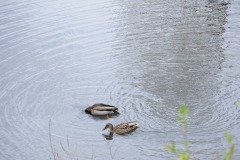 Something kind of interesting under the water...