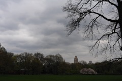 The sheep meadow...