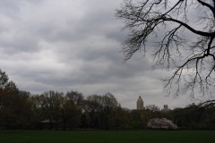 The sheep meadow...
