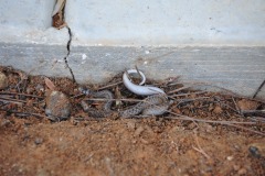 A little surprise when prepping the flowerbed for the new Japanese maples...