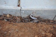 A little surprise when prepping the flowerbed for the new Japanese maples...