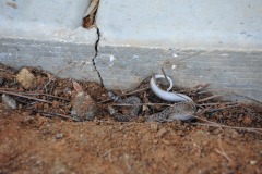 A little surprise when prepping the flowerbed for the new Japanese maples...