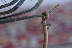 Tricky shot holding the rake and the camera...