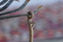 Tricky shot holding the rake and the camera...