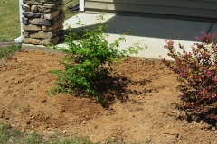 A closeup of Patience on the south side of the garden...