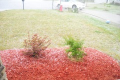 The hail is a new experience for Patience (the green Japanese Maple)...