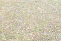 The marble-sized hail was fairly impressive...