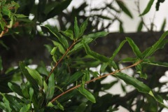 Getting really close to the leaves...
