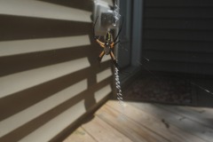 Signature spider...