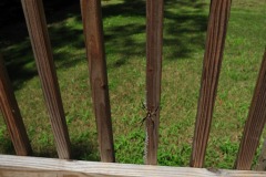 Signature spider...