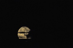 Playing with the new 300mm lens and teleconverter...