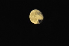 Playing with the new 300mm lens and teleconverter...