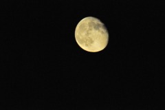 Playing with the new 300mm lens and teleconverter...