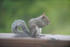 He's enjoying a bit of food...