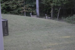 A pair of deer pay a visit...