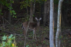 Can you see me now?