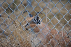 Caracal