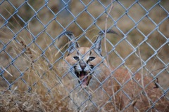 Get a load of that caracal's teeth!