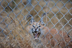 Get a load of that caracal's teeth!